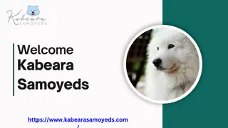 High rated cute purebred Samoyed puppies