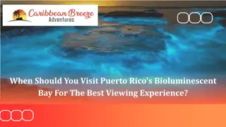 When Should You Visit Puerto Rico's Bioluminescent Bay For The Best Viewing Experience