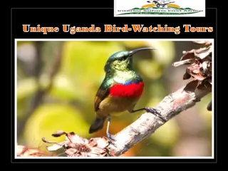Unique Uganda Bird-Watching Tours