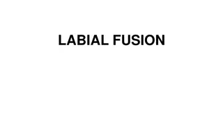 Understanding Labial Fusion: Causes, Symptoms, and Treatment