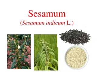 Sesame: A Versatile Crop with Rich History and Economic Importance