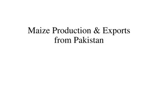 Maize Production and Exports from Pakistan