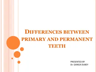 Differences Between Primary and Permanent Teeth Explained