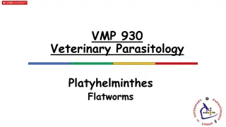 Understanding Flatworms and Roundworms in Veterinary Parasitology