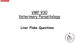 Veterinary Parasitology: Liver Fluke Questions and Matching Scenarios