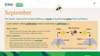 Pollination: The Role of Pollinators in Plant Growth