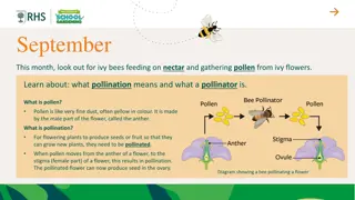 Understanding Pollination: The Role of Pollinators in Plant Growth