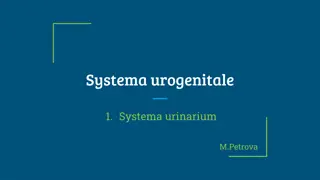 The Urinary System: Anatomical Structures and Terms