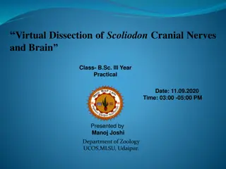 Virtual Dissection of Scoliodon Cranial Nerves and Brain: A Detailed Practical Guide