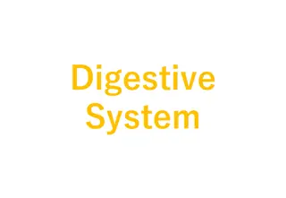 The Digestive System: Essential Vocabulary and Concepts