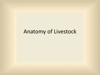 Livestock Anatomy and Body Systems