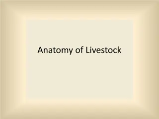 Understanding Livestock Anatomy and Body Systems