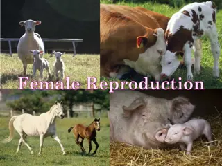Understanding Female Reproduction System