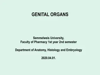 Comprehensive Overview of Female Genital Organs and Ovarian Function