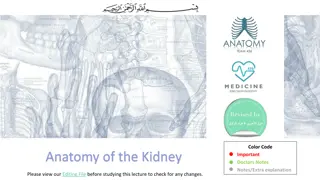 The Anatomy of the Kidney