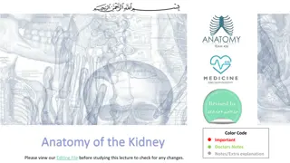 Understanding the Anatomy of the Kidney