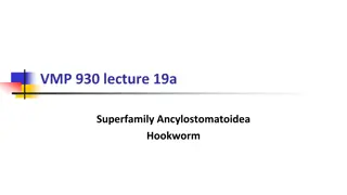 Understanding the Hookworm Superfamily Ancylostomatoidea