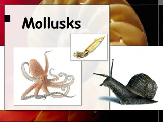 Fascinating World of Mollusks: Traits and Habitats