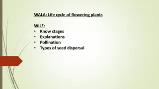 The Life Cycle of Flowering Plants