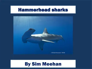 Fascinating Insights into Hammerhead Sharks