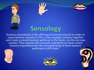 Sensory Stimulation for Neural Pathway Development