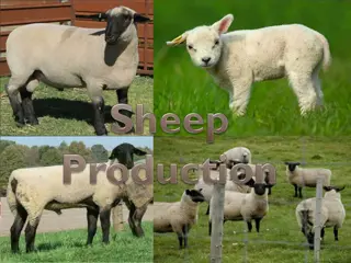 Sheep Farming Essentials: Terminology, Breeds, and Practices