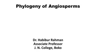 Understanding Phylogeny and Evolution in Angiosperms