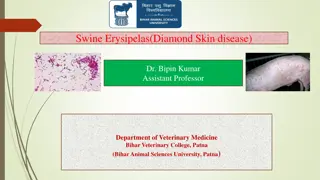 Understanding Swine Erysipelas: Causes, Symptoms, and Prevention