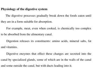 Overview of Digestive System Physiology and Functions