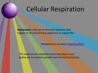 Cellular Respiration and Metabolism in Living Organisms