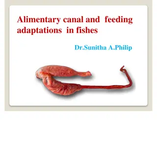 Alimentary Canal and Feeding Adaptations in Fishes by Dr. Sunitha A. Philip