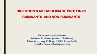 Protein Digestion and Metabolism in Ruminants and Non-Ruminants