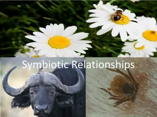 Symbiotic Relationships in Nature