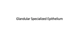 Glandular Specialized Epithelium and Glands