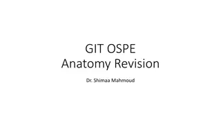 Detailed Anatomy Review for GIT Blood Supply