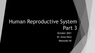 The Male Reproductive System Physiology