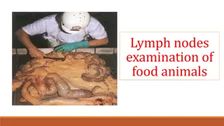 Lymph Node Examination in Food Animals