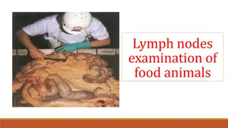 Understanding Lymph Node Examination in Food Animals