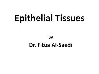 Epithelial Tissues: Types and Characteristics