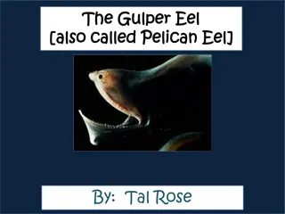 The Mysterious Gulper Eel: A Deep-Sea Enigma