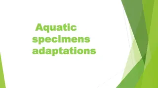 Adaptations of Aquatic Specimens, with a Focus on Sea Snakes