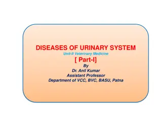 Understanding Urinary System Function in Veterinary Medicine