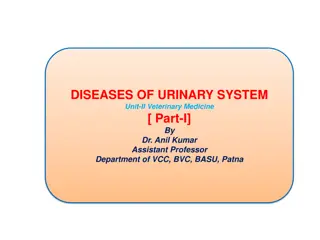 Urinary System Function in Veterinary Medicine