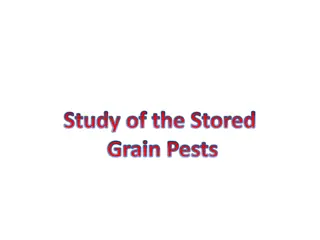 Overview of Stored Grain Pests
