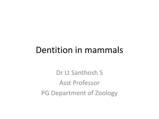 Mammalian Dentition and Tooth Structure Exploration