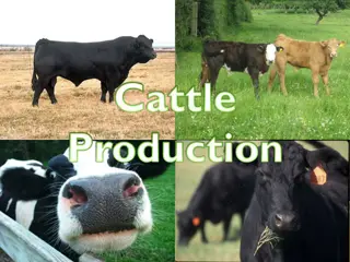 Comprehensive Guide to Cattle Breeds, Management, and Terminology