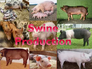 Pig Farming Essentials