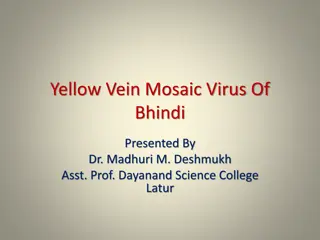 Understanding Yellow Vein Mosaic Virus of Bhindi