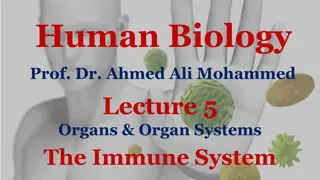 The Immune System: Organs, Functions, and Importance