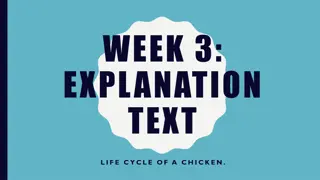 Exploring the Life Cycle of a Chicken: Educational Journey